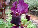 Iris Bearded Dk Purple